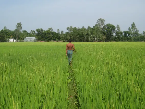 Rice Field